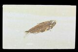 Bargain, Fossil Fish (Knightia) - Wyoming #99230-1